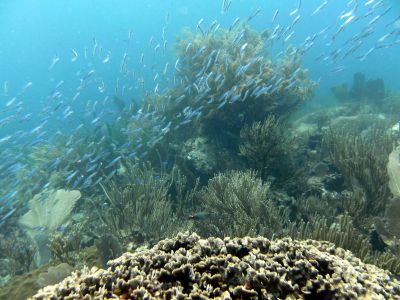 La Playita Diving Spot Las Galeras Samana